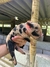 Mini Pig Macho - comprar online