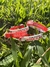 Pulsera silicona River plate