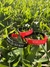 Pulsera silicona Newells