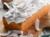 Mistura para Bolo Sabor Coco - comprar online