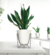 Imagen de Maceta Tryas Floridis 17x18