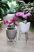 Maceta Tryas Floridis 17x18 en internet
