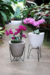 Imagen de Maceta Tryas Floridis 17x18