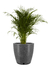 Maceta Amsterdam Floridis 49x55 - tienda online
