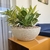 Maceta Amsterdam Bowl Grande 44x19