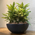 Maceta Amsterdam Bowl Grande 44x19 - tienda online