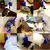 Massageador para Gatos - PET - loja online