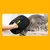 Luva Inteligente para Pets - MAX - comprar online