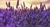 Vela en Lata Lavanda en internet