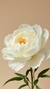 Vela Peonia Almha 4cm*7cm - Almha | Velas, frascos y deco para transformar tu hogar