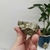 Pirita Premium - Mica Cristais