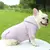 Camisola de inverno para cães