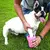 Limpador de Pata de Cachorros Portátil - comprar online