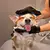 Luva Escova Removedora de Pelos Para Cães Gatos e Pets - Pallash Store