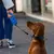 Coleira retrátil para cachorro - comprar online