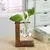 Terrário hidropônico - comprar online