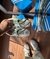 Adidas Samba na internet