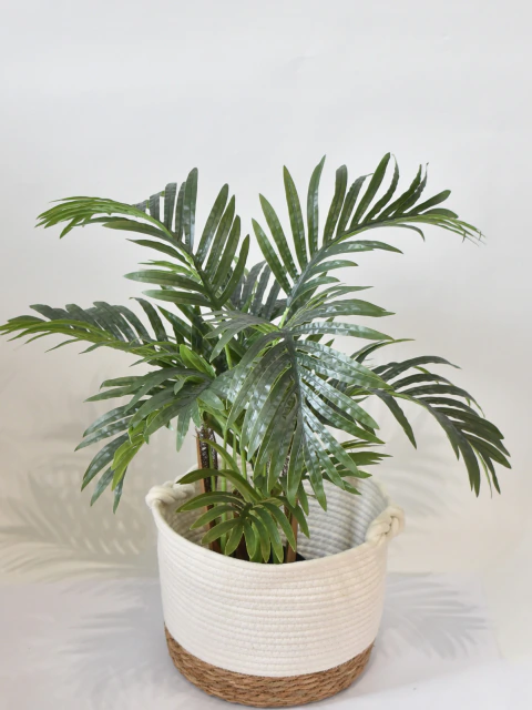 PALMERA ROCKWOOD 60CM