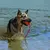 KONG AQUA- LARGE - comprar online