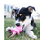 KONG BINKIE PUPPY - M/M - comprar online