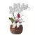 Orquídea no Aquário de Vidro - Diversas Cores - comprar online