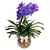 Orquídea Vanda no Aquário de Vidro - comprar online