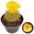 Cacto Parodia aureispina - comprar online