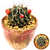 Cacto Thelocactus setispinus - comprar online