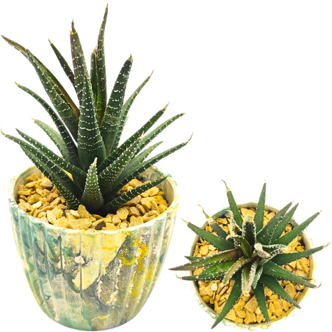 Cacto Haworthia Zebra - Exemplar Único #002