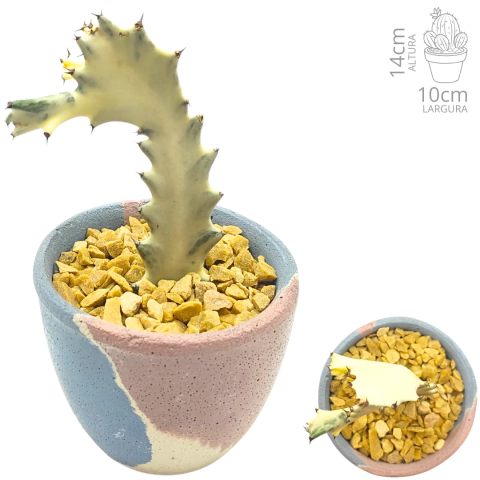 Euphorbia Lactea Fantasma Branco - Exemplar Único (SKU 175)