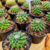 Imagem do Cacto Mammillaria Compressa
