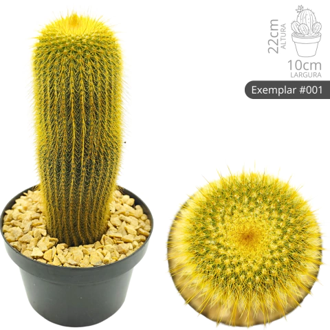 Cacto Parodia Leninghausii - Exemplares Únicos - comprar online