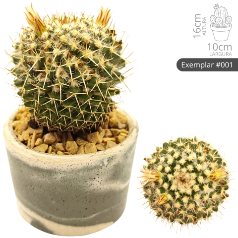Cacto Mammillaria Nejapensis - Exemplares Únicos - comprar online