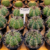 Cacto Melocactus cubensis