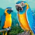Rompecabezas Puzzle 3d Loro Guacamayo Nat Geo 94 Piezas en internet