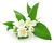 JASMIM FLORES (JASMINUM OFFICINALE) PCT 500G