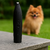 Mini Trimmer PetCare na internet