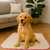 Tapete Lavável PetClean - comprar online