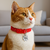Coleira Pet ID Gato - comprar online