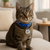 Coleira Pet ID Gato na internet