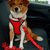 Kit de viagem pet - comprar online