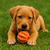Bola Dental Extra Resistente para Cães - comprar online