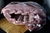 Asado - comprar online