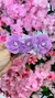 Presilha de Flores - Lilás - comprar online
