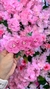 Presilha de Flores - Rosa na internet