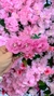 Presilha de Flores - Rosa - comprar online