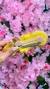 Presilha de Flores - Amarelo - loja online