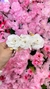 Presilha de Flores - Off White na internet
