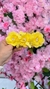 Presilha de Flores - Amarelo - comprar online