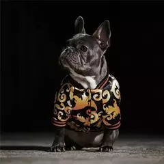 Jaqueta pet na internet